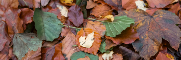 What do I do with the leaves?