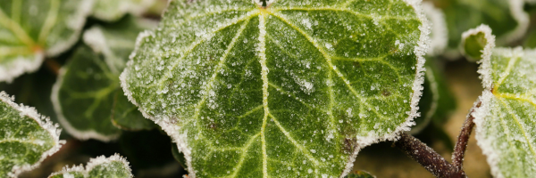Preparing Your Garden Bends for Winter