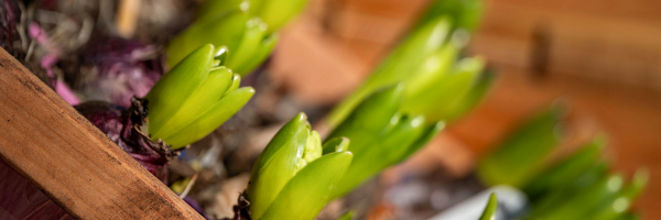 Digging and Storing Bulbs, Tubers, and Corms Through the Winter