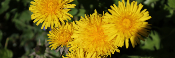 Biodynamic Gardening