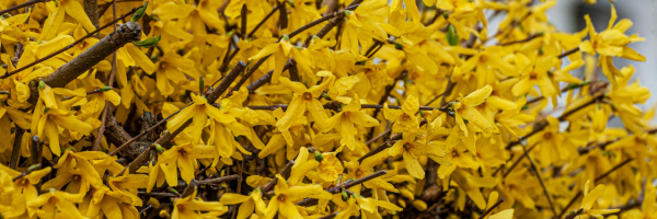 Phenology