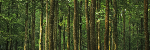Carbon Positive Landscape
